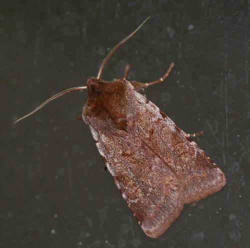 Réf. 246 872 : Cerastis rubricosa